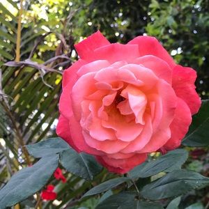 Meet your Posher, Reyna